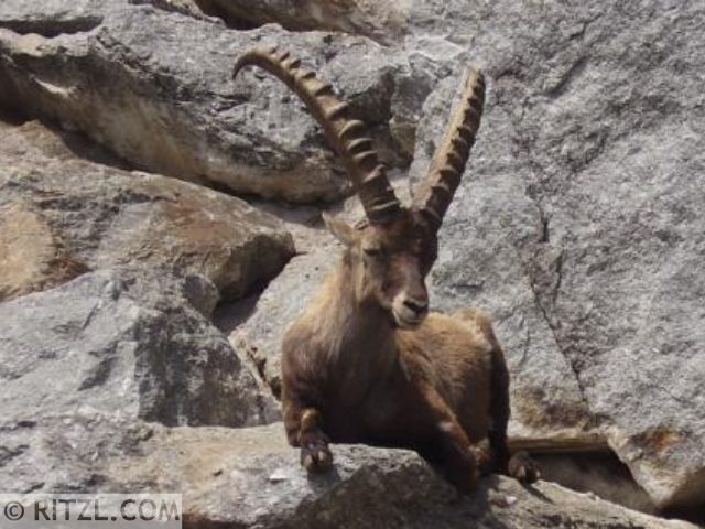 Alpenzoo in Innsbruck